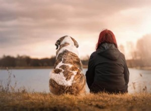 あなたがあなたの犬の世話をするためにあなたが知る必要があるすべて 