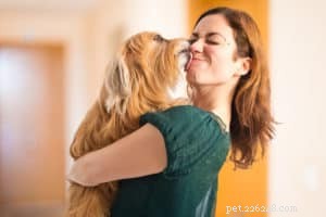 Hoe u het herstel van uw hond van een blessure kunt verbeteren