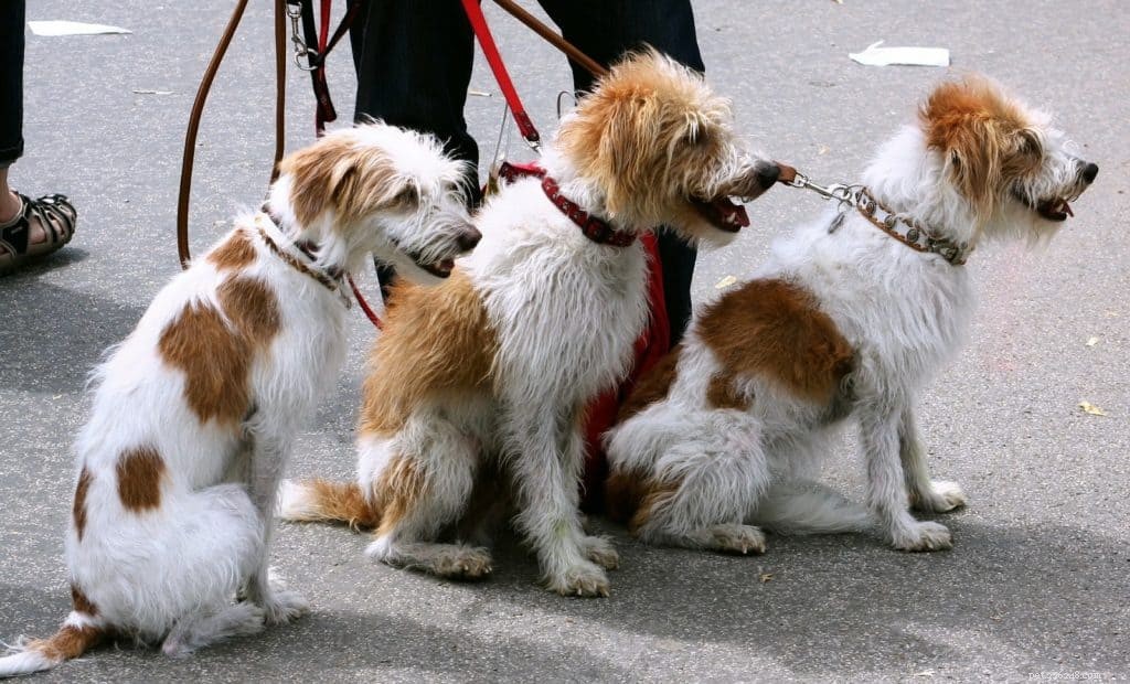 Comment devenir un promeneur de chiens professionnel
