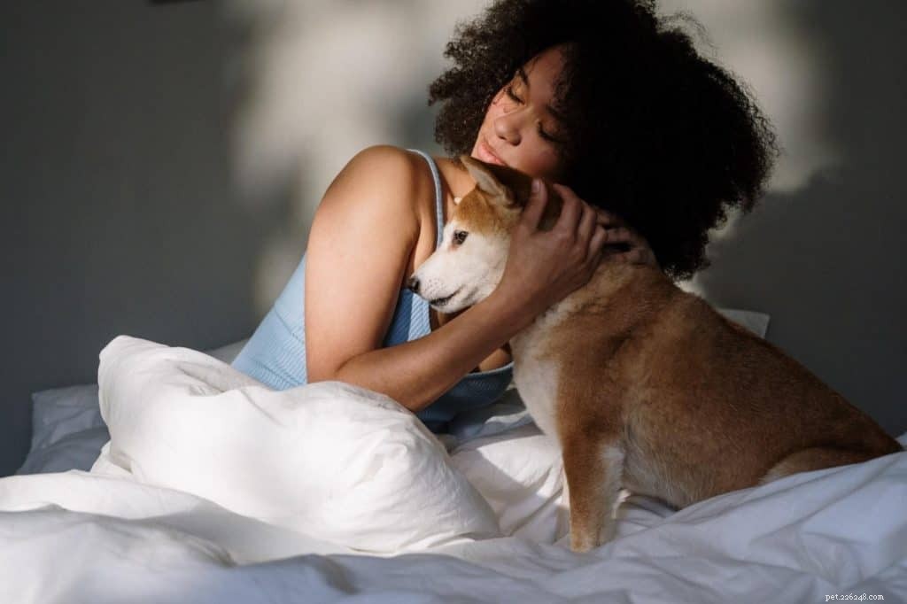 5 onmiskenbare redenen om CBD aan uw hond te geven