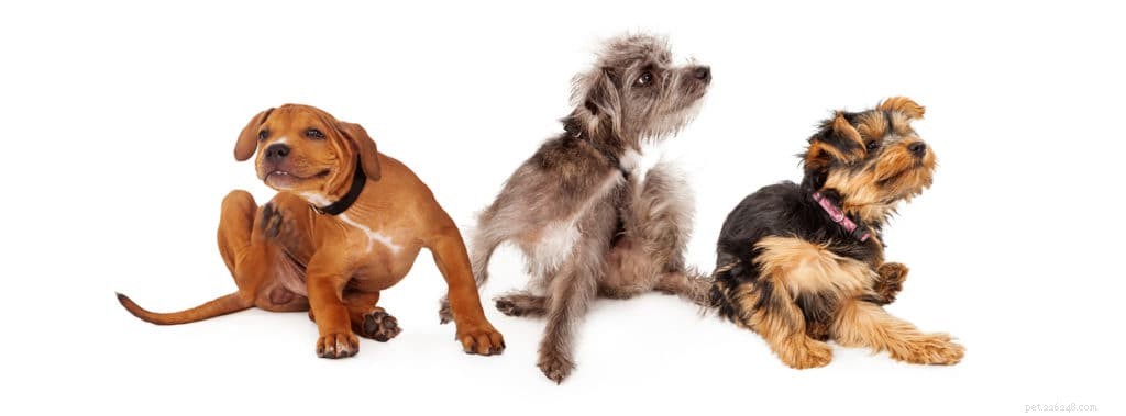 ペットのノミ：ペットを遠ざけ、犬の健康な髪と肌を維持する方法