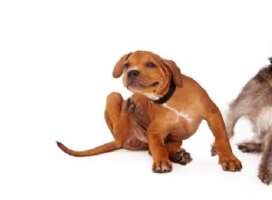 Flea On Pets:개를 멀리하고 건강한 모발과 피부를 유지하는 방법