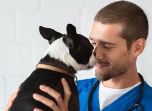 あなたの犬に適した獣医を見つけるときに考慮すべきトップ9の事柄 