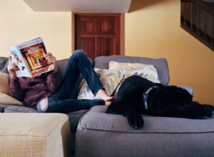 5 tipů, jak zůstat se psem produktivní během uzamčení