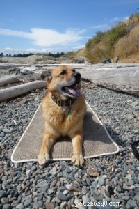7 výhod jógy pro psy (“Doga”) | Jak být se svým psem zdravější a šťastnější