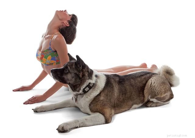 7 bienfaits du yoga pour les chiens (« Doga ») | Comment être en meilleure santé et plus heureux avec votre chien