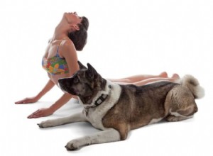 7 преимуществ йоги для собак («Дога») | Как стать здоровее и счастливее со своей собакой