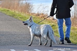 Como facilitar a caminhada do cachorro para você
