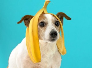 Jaké různé druhy ovoce mohou psi jíst?