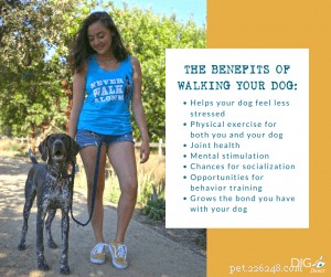 Come rendere più facile camminare con il cane