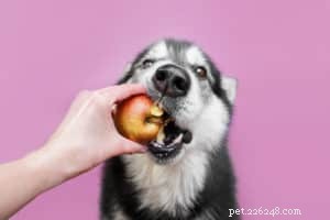 Quali sono i diversi frutti che i cani possono mangiare?
