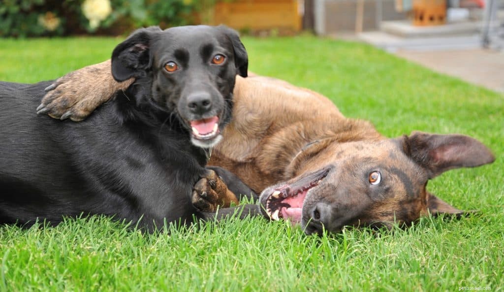 Voordelen van omega 3-supplementen voor honden en puppy s