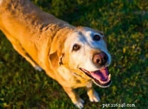 Fördelar med omega 3-tillskott för hundar och valpar