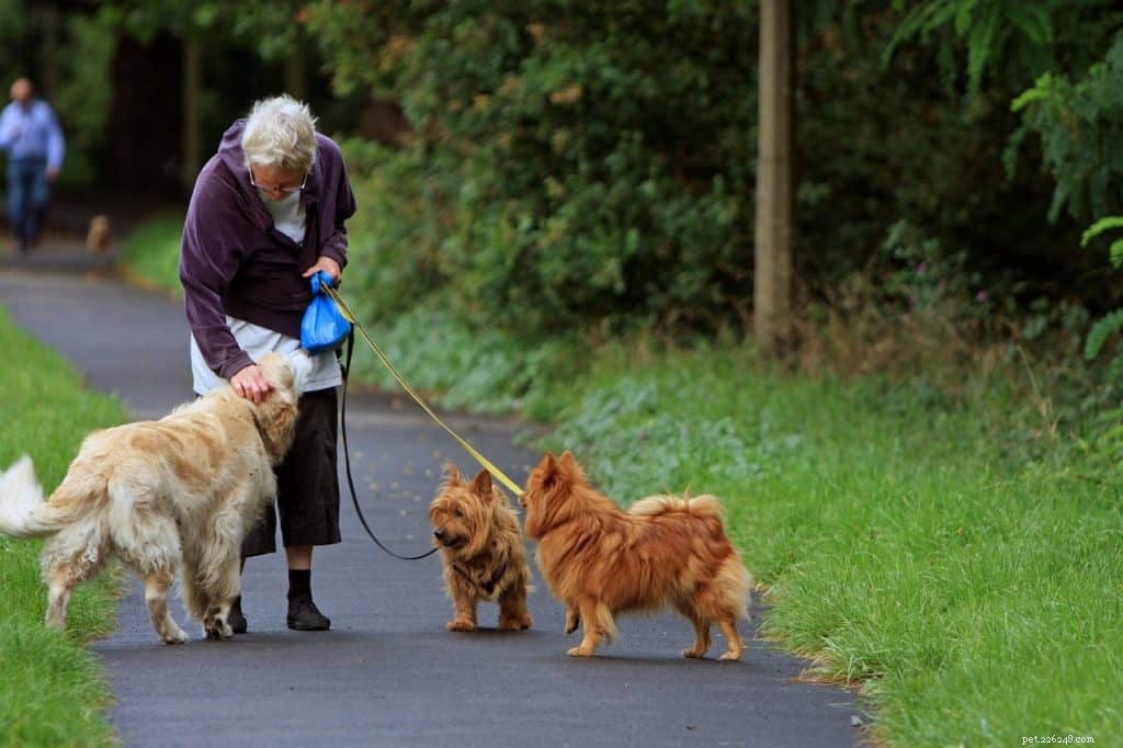 Hoe blessures bij het uitlaten van honden toenemen bij oudere volwassenen