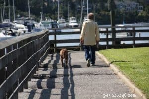 Como as lesões de passear com cães estão aumentando entre os adultos mais velhos