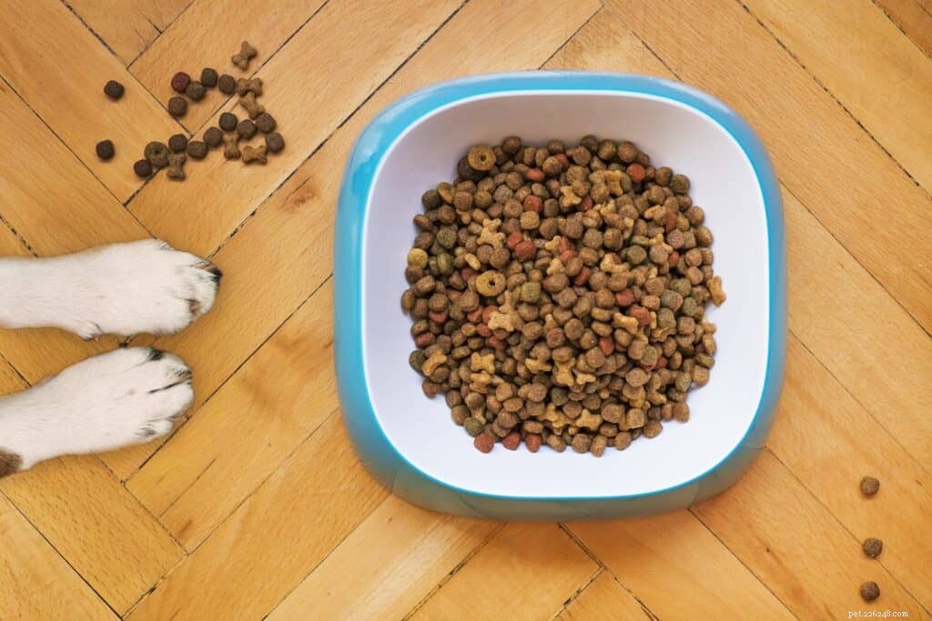 4 tipy, jak vybrat správné krmivo pro psy