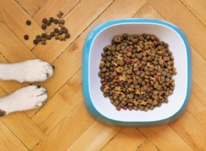 4 tipy, jak vybrat správné krmivo pro psy