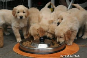 4 consigli per scegliere il cibo per cani giusto