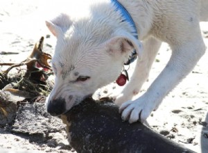 Por que meu cachorro come tudo?