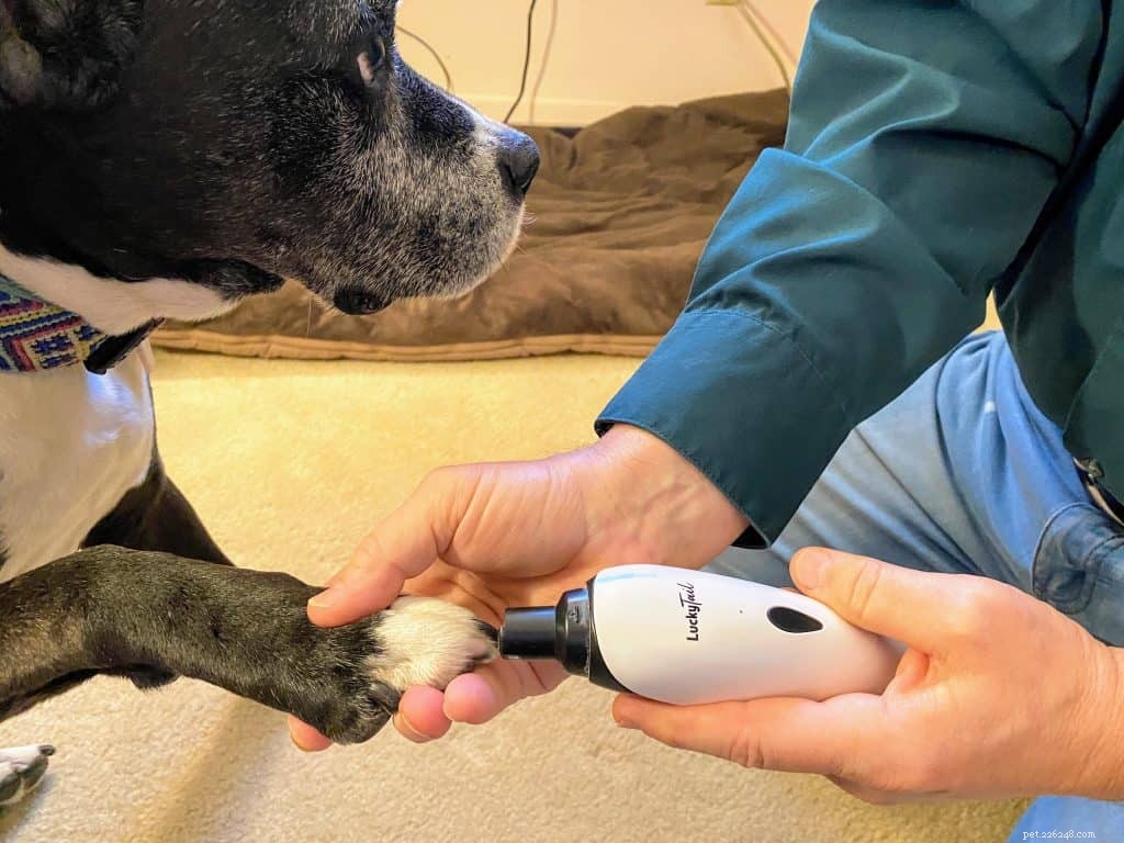 Nejlepší způsob, jak svému psovi zastřihnout nehty