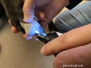 Det bästa sättet att klippa din hunds naglar
