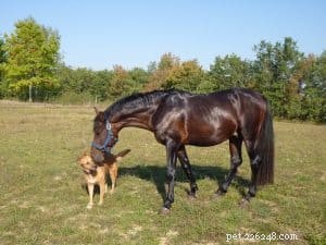 Cães podem fazer amizade com cavalos?