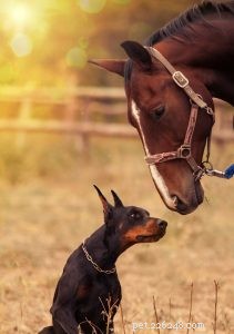 Mohou se psi přátelit s koňmi?