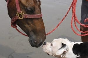 Mohou se psi přátelit s koňmi?