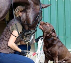 I cani possono fare amicizia con i cavalli?