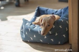あなたの犬のためのベッドを選ぶときに避けるべき間違い 