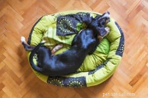 Erros a serem evitados ao escolher uma cama para seu cão