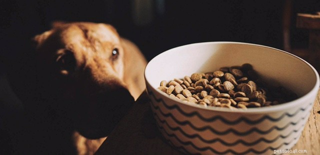 Cosa devi sapere quando acquisti cibo sano per cani