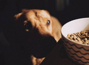 Co musíte vědět při nákupu zdravého krmiva pro psy