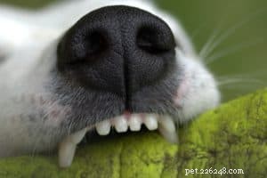 Зачем и как ухаживать за зубами собаки?