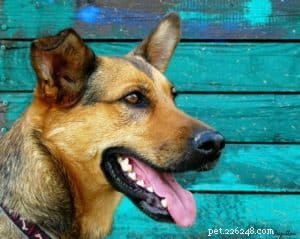 Varför och hur tar man hand om sin hunds tänder?
