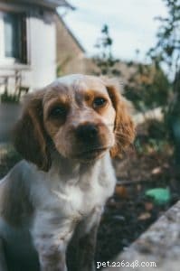 Hondenvitaminen:de beste supplementen om uw honden te voeden