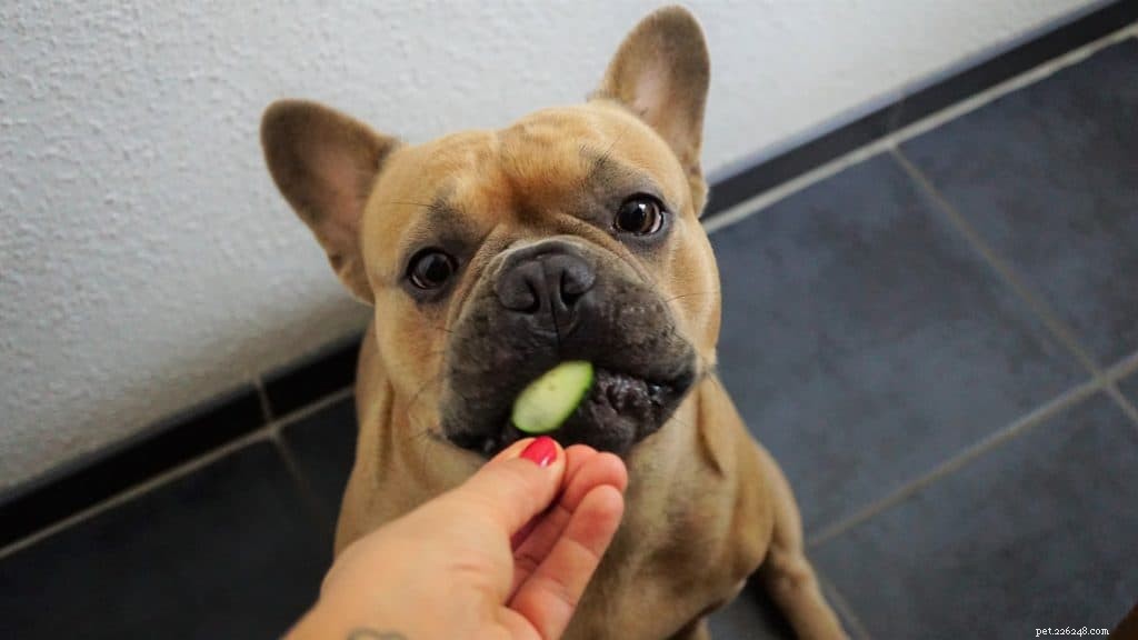 あなたはあなたの犬に大豆を与えることができますか？ 