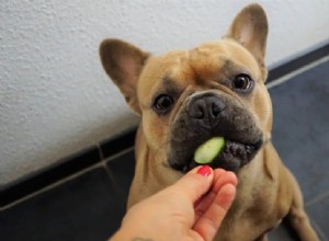あなたはあなたの犬に大豆を与えることができますか？ 