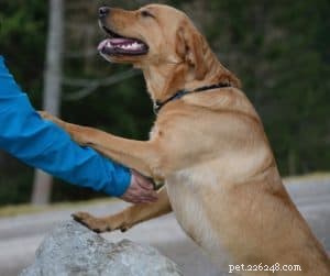 Comment maîtriser le maintien de votre chien heureux et en bonne santé en 6 étapes simples