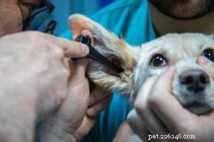 Cuidando das orelhas do seu cachorro 
