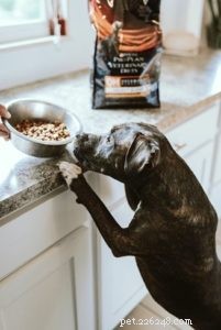 Fel som du inte vill göra med din hunds diet