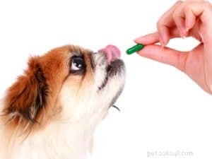 犬のサプリメントの利点と使用法 