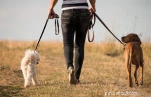 6 levensverlengende gezondheidstips voor uw huisdier