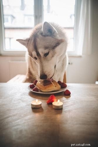Uw hond gezond laten eten tijdens de feestdagen