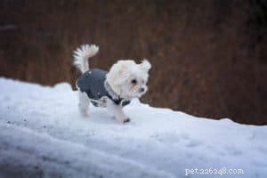 Moet mijn huisdier een winterjas voor honden dragen?