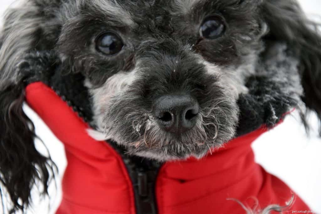 Нужно ли моему питомцу носить зимнее пальто для собак?
