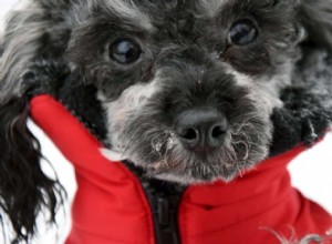 Нужно ли моему питомцу носить зимнее пальто для собак?