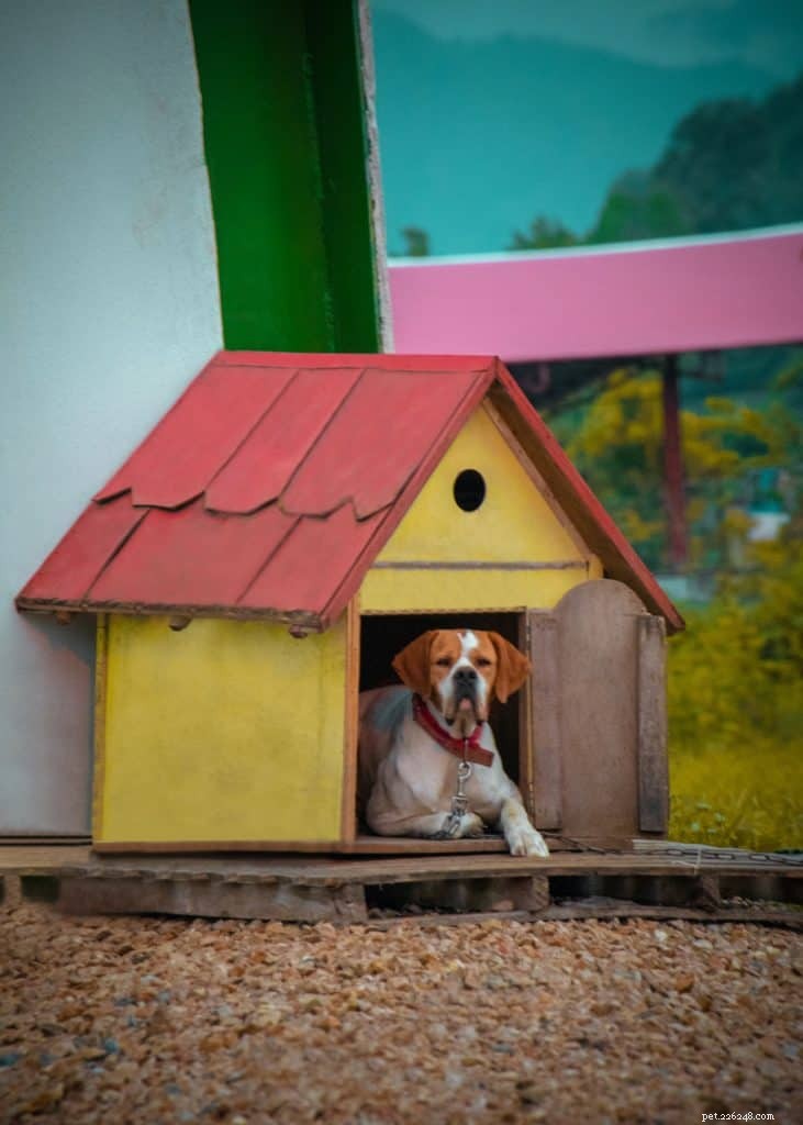 Come costruire il capanno perfetto per il tuo animale domestico