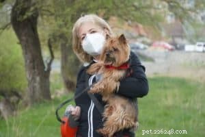 Comment garder votre chien en bonne santé pendant la pandémie de Covid-19
