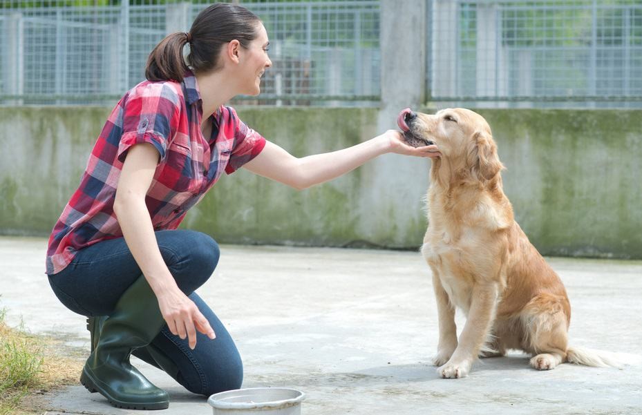 Canis VS Pet Sitter para seu cão